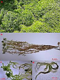 Attēlu rezultāti vaicājumam “Sphagnum quinquefarium”