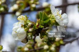 Attēlu rezultāti vaicājumam “Cerasus bud”