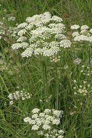 Attēlu rezultāti vaicājumam “Laserpitium pruthenicum”