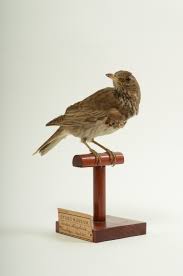 Image result for Turdus ruficollis