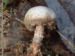 Attēlu rezultāti vaicājumam “Tulostoma fimbriatum”