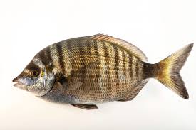 Image result for Diplodus puntazzo