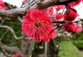Attēlu rezultāti vaicājumam “Prunus (plum-tree) flower”