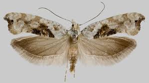 Attēlu rezultāti vaicājumam “Ypsolopha asperella”