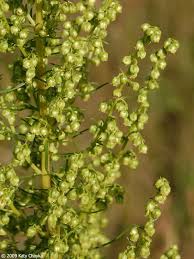 Image result for Artemisia caudata