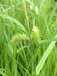 Attēlu rezultāti vaicājumam “Carex pseudocyperus”