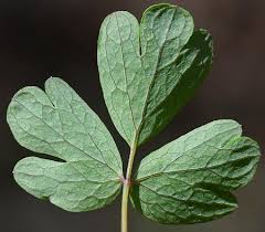 Attēlu rezultāti vaicājumam “Isopyrum thalictroides leaf”