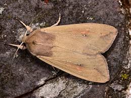 Attēlu rezultāti vaicājumam “Mythimna flammea”