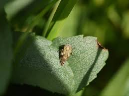 Attēlu rezultāti vaicājumam “Philaenus spumarius”