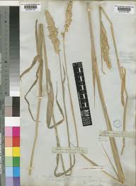Attēlu rezultāti vaicājumam “Phalaroides arundinacea fruit”