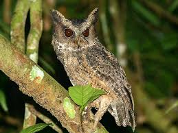 Image result for Otus scops