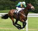 Horse Betting Strategy | What An Exciting Horse Racing