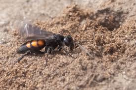 Attēlu rezultāti vaicājumam “Anoplius viaticus”
