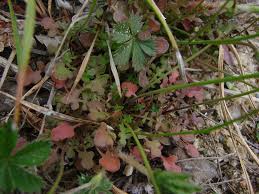 Attēlu rezultāti vaicājumam “Teesdalia nudicaulis”