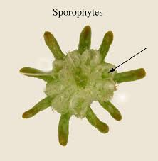 Attēlu rezultāti vaicājumam “Leiocolea rutheana sporophyte”