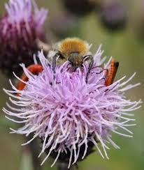 Attēlu rezultāti vaicājumam “Trichius fasciatus imago”