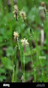 Attēlu rezultāti vaicājumam “Carex pilosa flower”