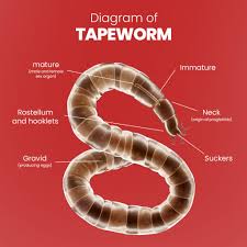 Image result for cestoda excrement dog