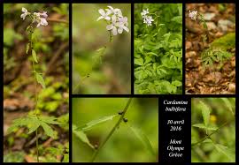Attēlu rezultāti vaicājumam “Cardamine bulbifera leaf”