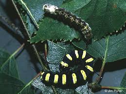 Attēlu rezultāti vaicājumam “Acronicta alni larva”