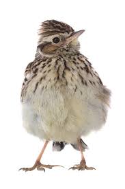 Attēlu rezultāti vaicājumam “Alauda arvensis adult”