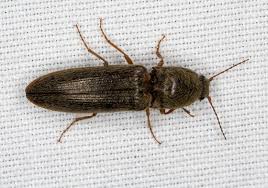 Attēlu rezultāti vaicājumam “Melanotus sp.”