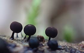 Attēlu rezultāti vaicājumam “Enerthenema papillatum”