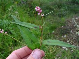 Attēlu rezultāti vaicājumam “Persicaria maculosa flower”