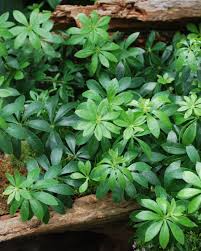Attēlu rezultāti vaicājumam “Galium odoratum bud”