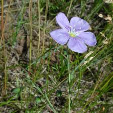 Attēlu rezultāti vaicājumam “Linaceae”