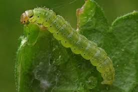 Attēlu rezultāti vaicājumam “Agonopterix heracliana”