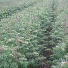 Attēlu rezultāti vaicājumam “Abies sibirica”