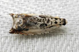 Attēlu rezultāti vaicājumam “Ancylis laetana”