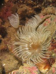 Image result for Reading Bsac