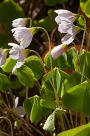 Attēlu rezultāti vaicājumam “Oxalis acetosella”