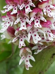 Attēlu rezultāti vaicājumam “Orchis ustulata”