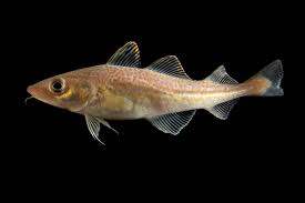 Image result for Gadus morhua