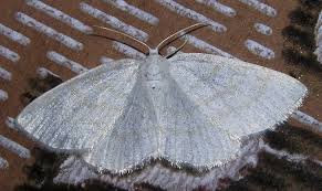 Attēlu rezultāti vaicājumam “Cabera exanthemata female”