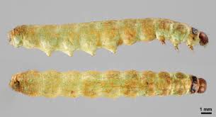 Attēlu rezultāti vaicājumam “Tischeria complanella larva”