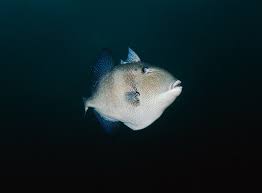 Image result for Balistes capriscus