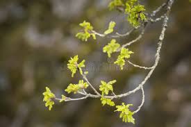 Attēlu rezultāti vaicājumam “Quercus robur bud”