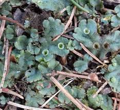 Attēlu rezultāti vaicājumam “Marchantia polymorpha”