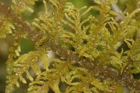 Attēlu rezultāti vaicājumam “Thuidium assimile”