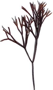 Attēlu rezultāti vaicājumam “Furcellaria lumbricalis”