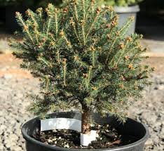Attēlu rezultāti vaicājumam “Picea abies fo. virgata”