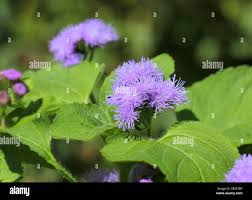 Image result for Ageratum houstonianum