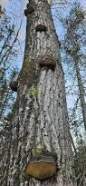 Attēlu rezultāti vaicājumam “Phellinus tremulae”
