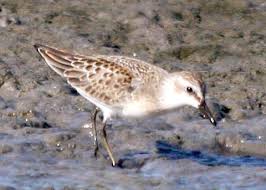 Image result for Calidris pusilla