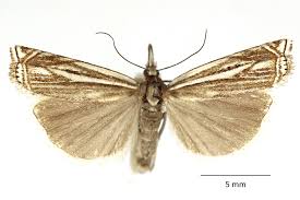 Attēlu rezultāti vaicājumam “Crambus hamella”