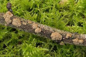 Attēlu rezultāti vaicājumam “Merismodes anomala”